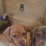 3 KC reg Miniture dachshund puppies