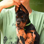 Full euro male puppy