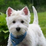 Wanted - West Highland Terrier puppy
