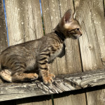 Bengal kitten for sale
