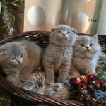 British Shorthair Kittens.