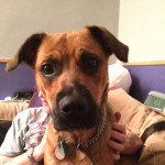 Rottweiler x Bull Mastiff