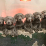 Silver Labrador puppies for sale