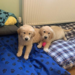 SOFT GOLDEND RETRIEVER PUPPIES