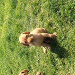 Beautiful KC Registered Hungarian Viszla Puppies for Sale 