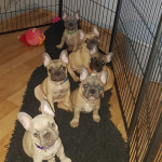 French Bulldog Pups KC Registered ready for their new homes