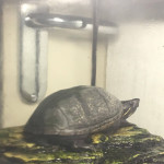 Turtle for sale in Coventry