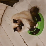 Female Ragdoll Cat