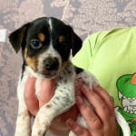 Family raised, beautiful, proper, short legged, smooth coated, tri-coloured Jack Russell Pups