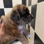 Jug Puppies beautiful unusual markings