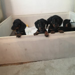 ready dachshund puppies available 