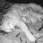 Absolutely STUNNING Pure White Kittens Available!!!