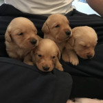 Labrador retriever puppies 