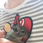 Beautiful loving Degus