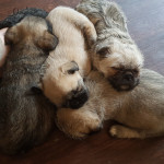 Pug cross Coton de Tulear fluffy puppies