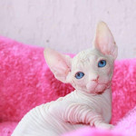 Sphynx & Bambino Kittens Available to Approved Homes