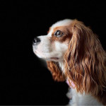 Stunning 5* Cavapoo Pups For Sale