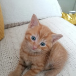 Beautiful kitten