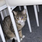 Two one year old cats for sale!