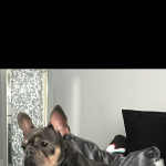 2 beautiful boys looking for there forever 5 ?? home 