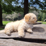 Adorable 6-Month-Old Mini Goldendoodle puppy!