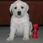 Stunning Pedigree and Kc Reg Labrador Retriever Pups For Sale