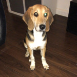 Tallullah the beagle for sale