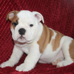 British Bulldog puppies Kc Registered