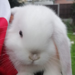 Baby mini lop rabbit 