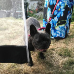 Stunning female French bulldog 