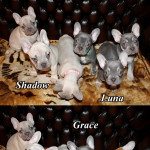 Beautiful French Bulldog puppies for sale (KC reg.)