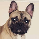 15 month old French bulldog