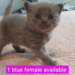 5 full pedigree british blue short hairs kittens 