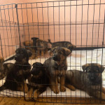 READY NOW CHUNKY KC REG GERMAN SHEPERD PUPPIES