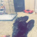 German Shepherd puppy