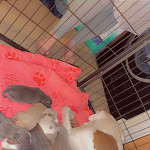 American bully xl puppies