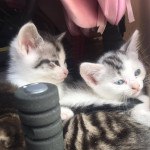 4 Beautiful kittens needing forever homes TODAY