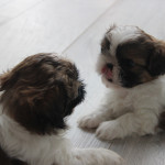 Imperial ShihTzu Puppies Karashishi line-toy breed