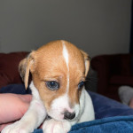 5 beautiful Jack Russell Terrier puppies