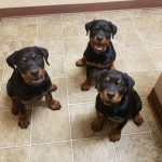 Highest Quality Rottweiler Puppies