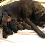 stunning litter of chocolate and black Labrador puppies