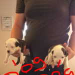 We have a lovely litter of American bulldog puppies for sale