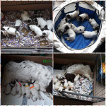 Spaniel puppies for sale 