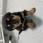 3 Rottweiler pedigree puppies for sale