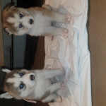 Beautiful Husky Puppies!