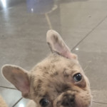 French bulldog puppies for sale 