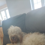 A beautiful 10month old cockerpoo looking for a new home 