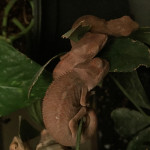 Baby panther chameleons for sale