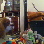 Cavalier King Charles Spaniel Wanted  