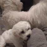 Stunning 2 boys Bichon Frise puppies for sale